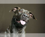 Small #3 American Staffordshire Terrier-Labrador Retriever Mix