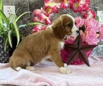 Small #3 Cavapoo