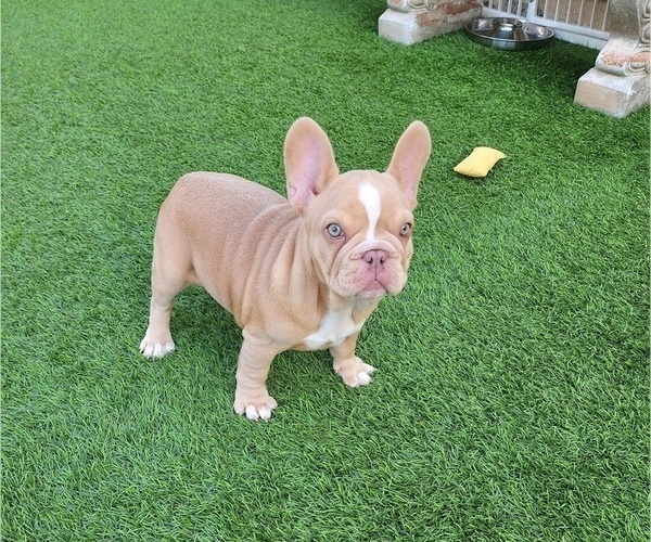 Medium Photo #17 French Bulldog Puppy For Sale in LAS VEGAS, NV, USA