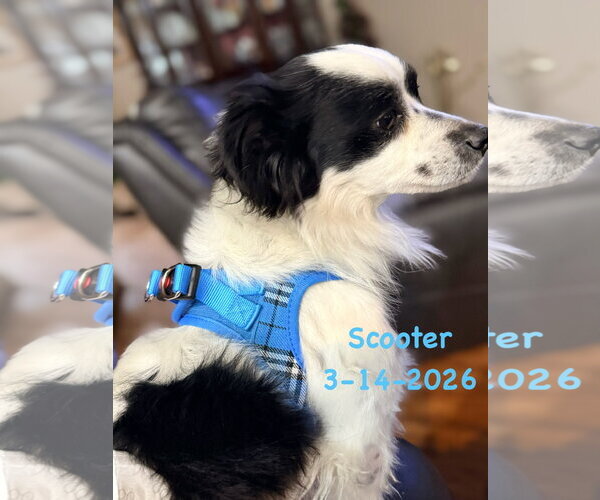 Medium Photo #4 Chihuahua-Unknown Mix Puppy For Sale in Grafton, WI, USA