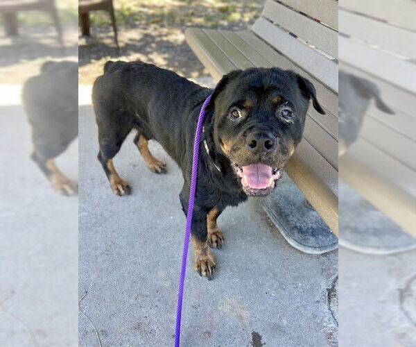 Medium Photo #1 Rottweiler Puppy For Sale in Conroe, TX, USA