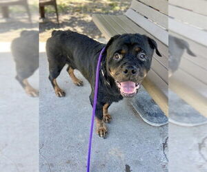 Rottweiler Dogs for adoption in Conroe, TX, USA