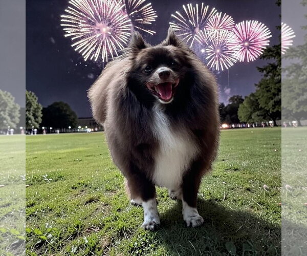 Medium Photo #3 Pomeranian Puppy For Sale in Lexington, SC, USA