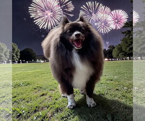 Coco - Female Pomeranian Dog for Adoption - Photo #3