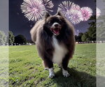 Small Photo #3 Pomeranian Puppy For Sale in Lexington, SC, USA