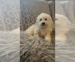 Small #4 Bichon Frise