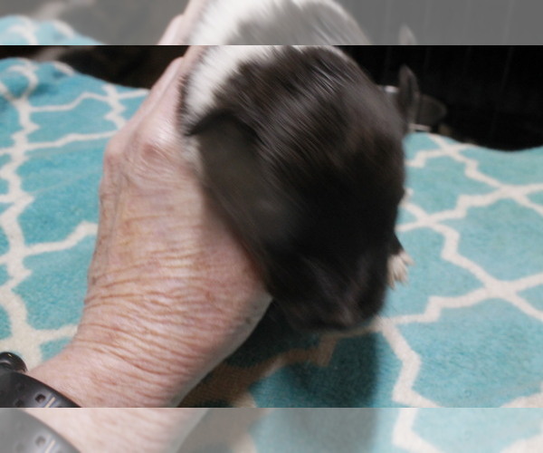 Medium Photo #2 Shetland Sheepdog Puppy For Sale in BAINBRIDGE, NY, USA