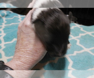 Medium Shetland Sheepdog