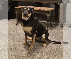 Australian Kelpie-Labrador Retriever Mix Dogs for adoption in Chandler, AZ, USA