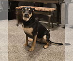 Small Australian Kelpie-Labrador Retriever Mix