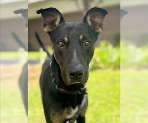 Doberman Pinscher-German Shepherd Dog Mix Dogs for adoption in Woodland, CA, USA