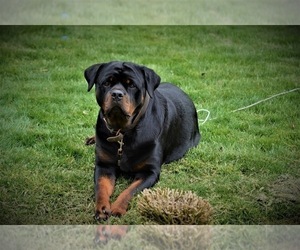 Mother of the Rottweiler puppies born on 06/20/2021