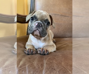 French Bulldog Puppy for sale in MIAMI, FL, USA