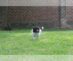 Small Photo #4 F2 Aussiedoodle Puppy For Sale in KINSTON, NC, USA