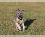 Small Photo #4 Irish Wolfhound Puppy For Sale in KINGSTON, OH, USA