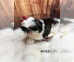 Small Photo #11 Shih Tzu Puppy For Sale in RIPLEY, MS, USA