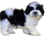Puppy Benny Mal-Shi