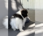 Small #8 Pomeranian