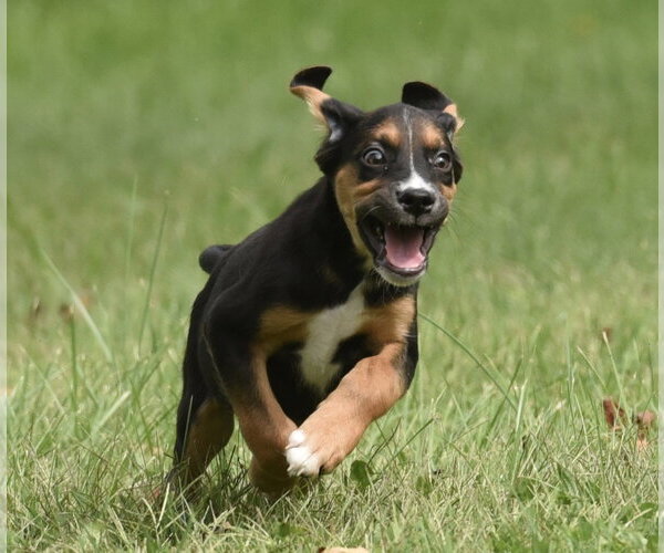 Medium Photo #11 Australian Shepherd-Beagle Mix Puppy For Sale in Mechanicsburg, PA, USA
