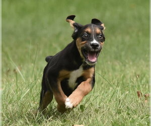 Liam - Male Australian Shepherd-Beagle Mix Dog for Adoption - Photo #11