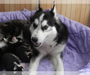 Mother of the Siberian Husky puppies born on 08/28/2019