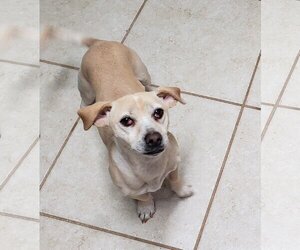 Chiweenie Dogs for adoption in Fallbrook, CA, USA