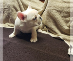Small Photo #3 French Bulldog Puppy For Sale in WEST PLAINS, MO, USA