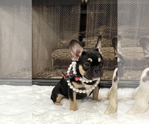 French Bulldog Puppy for Sale in VANCOUVER, Washington USA