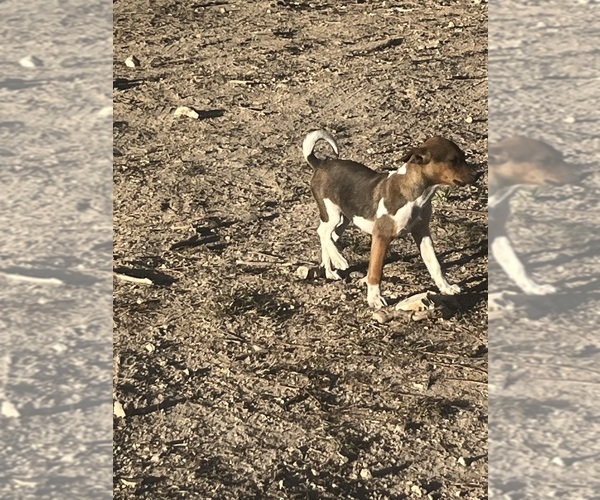 Medium Photo #13 Rat Terrier Puppy For Sale in DORA, MO, USA