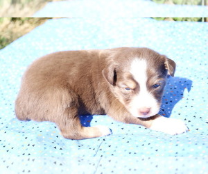 Australian Shepherd Puppy for sale in BLOOMINGTON, IN, USA