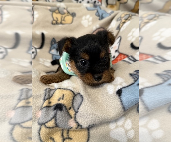 Medium Photo #3 Yorkshire Terrier Puppy For Sale in ORLANDO, FL, USA
