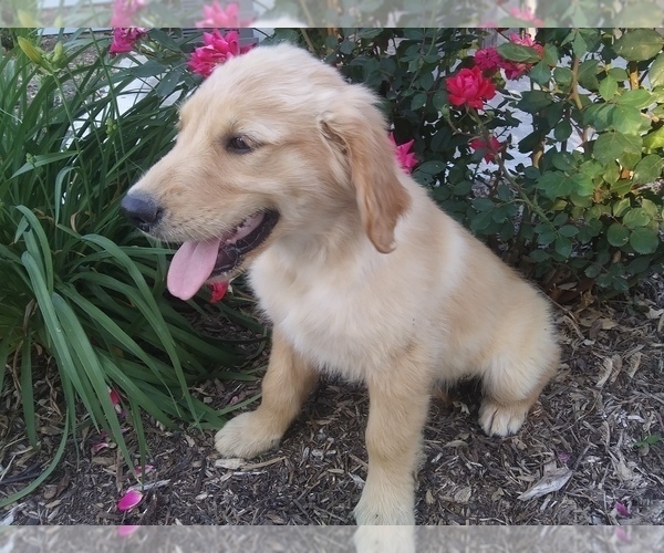 Medium Photo #1 Golden Retriever Puppy For Sale in MOBERLY, MO, USA