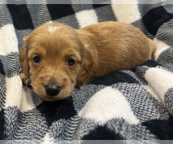 Medium Photo #1 Dachshund Puppy For Sale in DELTONA, FL, USA