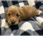 Puppy Puppy 3 Dachshund