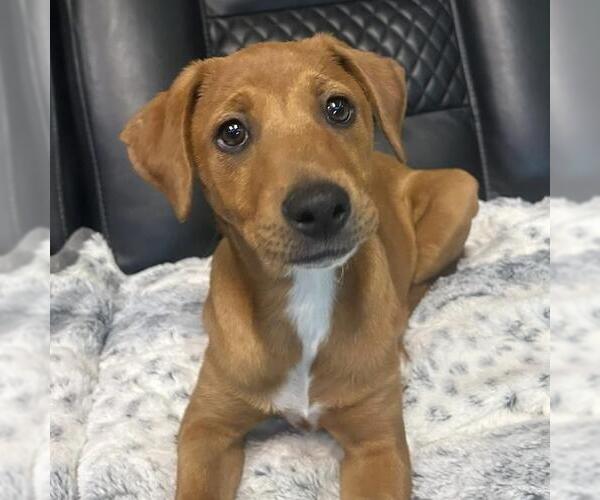 Medium Photo #5 Labrador Retriever-Unknown Mix Puppy For Sale in San Diego, CA, USA