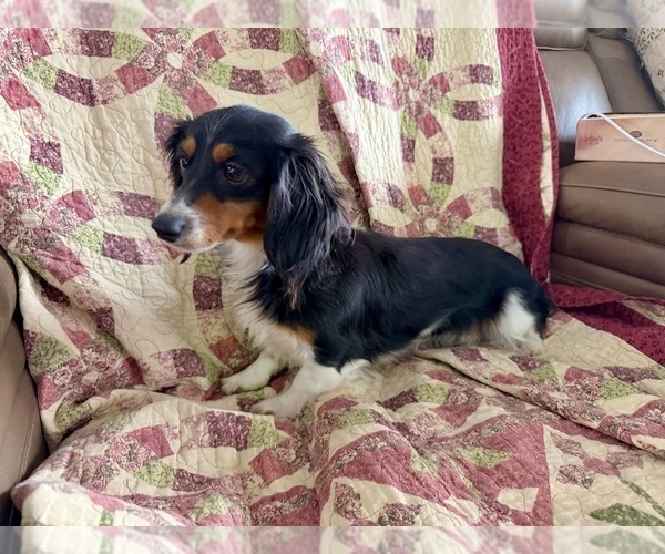 Medium Photo #3 Dachshund Puppy For Sale in CASSVILLE, MO, USA