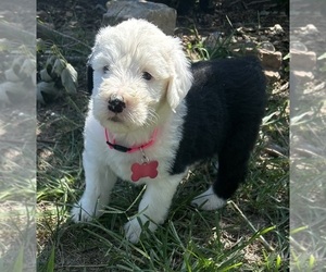 Old English Sheepdog Puppy for sale in ALDRICH, MO, USA