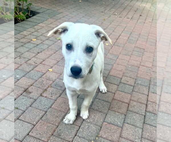 Medium Photo #2 Labrador Retriever Puppy For Sale in San Juan Capistrano, CA, USA