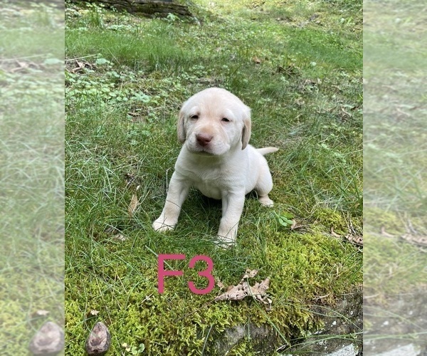 Medium Photo #11 Labrador Retriever Puppy For Sale in INEZ, KY, USA