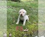 Small #10 Labrador Retriever
