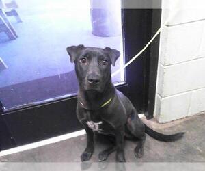 American Pit Bull Terrier-Labrador Retriever Mix Dogs for adoption in Tulsa, OK, USA