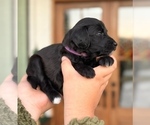 Small Photo #7 Aussiedoodle Miniature  Puppy For Sale in ALLEN, TX, USA