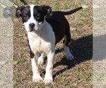 Small Photo #4 American Bulldog-Unknown Mix Puppy For Sale in Prattville, AL, USA