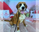 Small Saint Bernard Mix