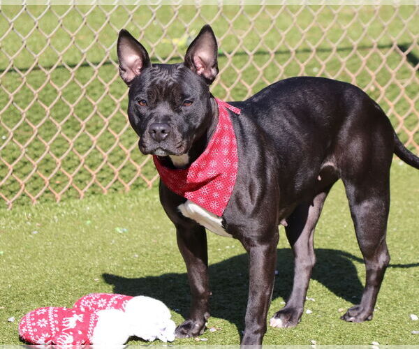 Medium Photo #3 Mutt Puppy For Sale in Rockaway, NJ, USA
