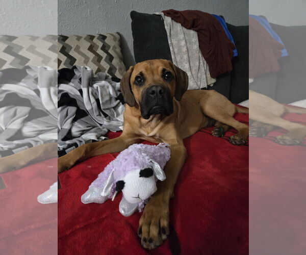 Medium Photo #3 Boxer-Mastiff Mix Puppy For Sale in Crystal, MN, USA