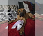 Small #2 Boxer-Mastiff Mix