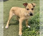 Small #2 Catahoula Leopard Dog