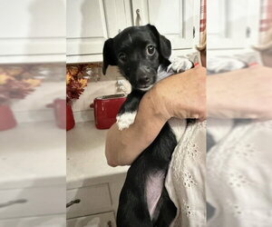 Elsa - Female Mutt Dog for Adoption - Photo #4
