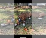 Small #2 Boxer Mix